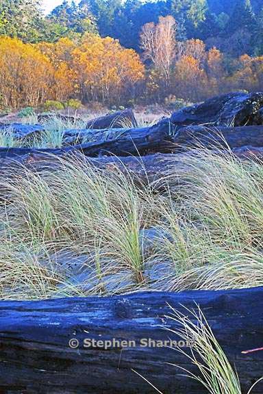 grass and trees on beach 1 graphic